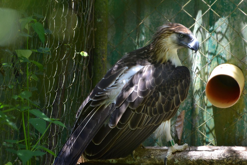 The Philippine Eagle’s Fierce Majesty (image credits: flickr)