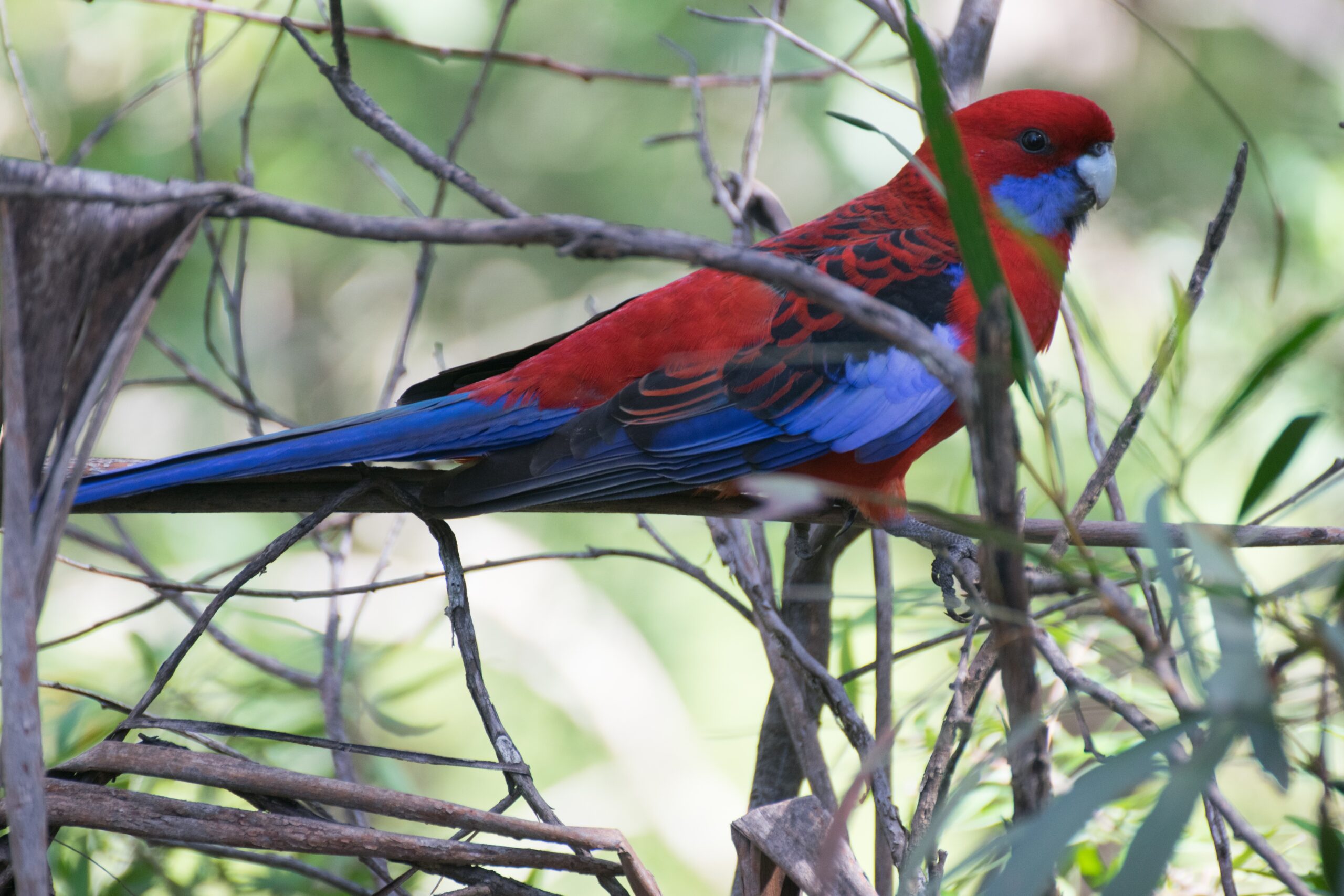 The Crimson Rosella’s Mountain Melody (image credits: wikimedia)