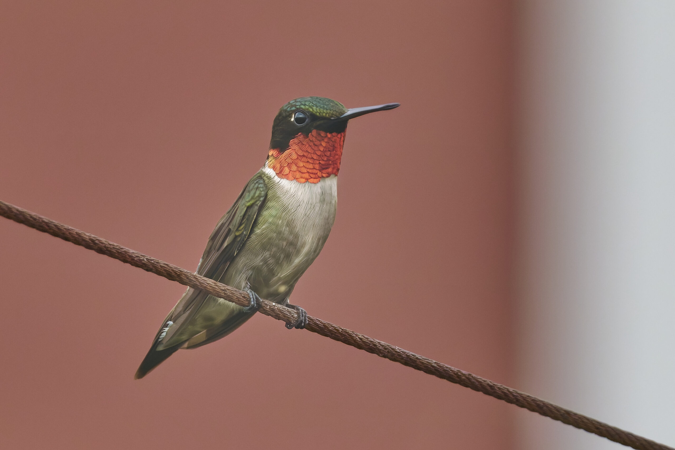 The Hummingbird With a Rainbow Throat (image credits: wikimedia)