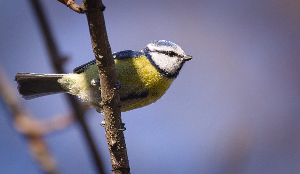 The Dazzling Eurasian Blue Tit (image credits: flickr)