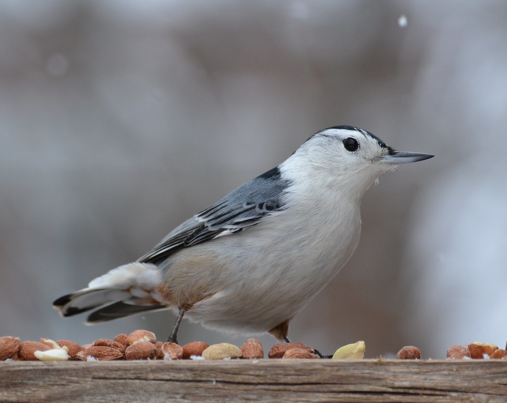 The Shy Nuthatch’s Headfirst Hunt (image credits: flickr)