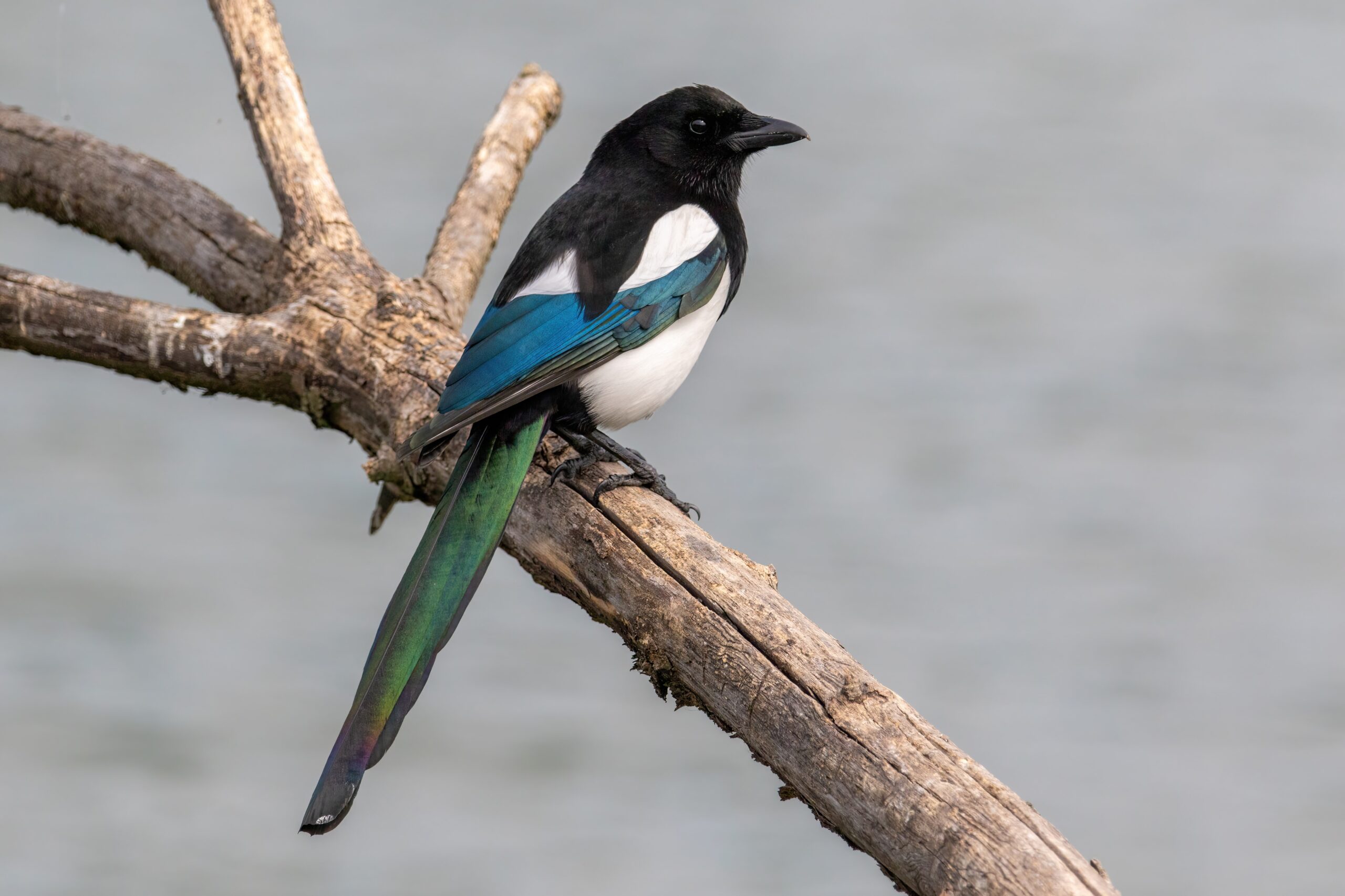The Magpie’s Clever Curiosity (image credits: wikimedia)