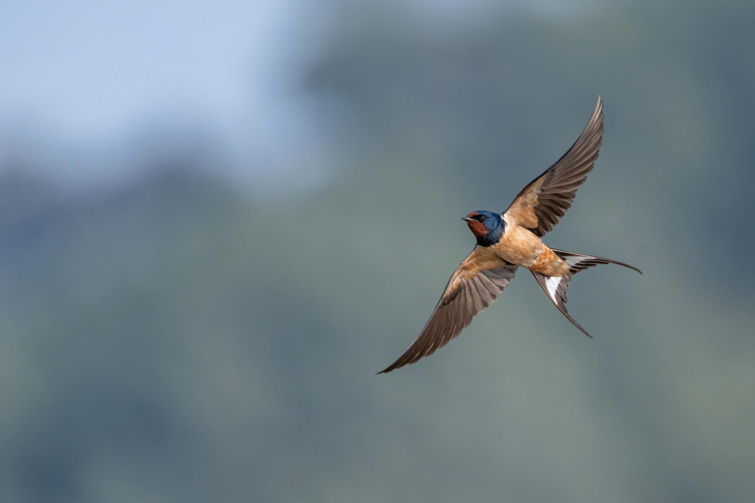The Swallow’s Swift Summer Dances (image credits: wikimedia)