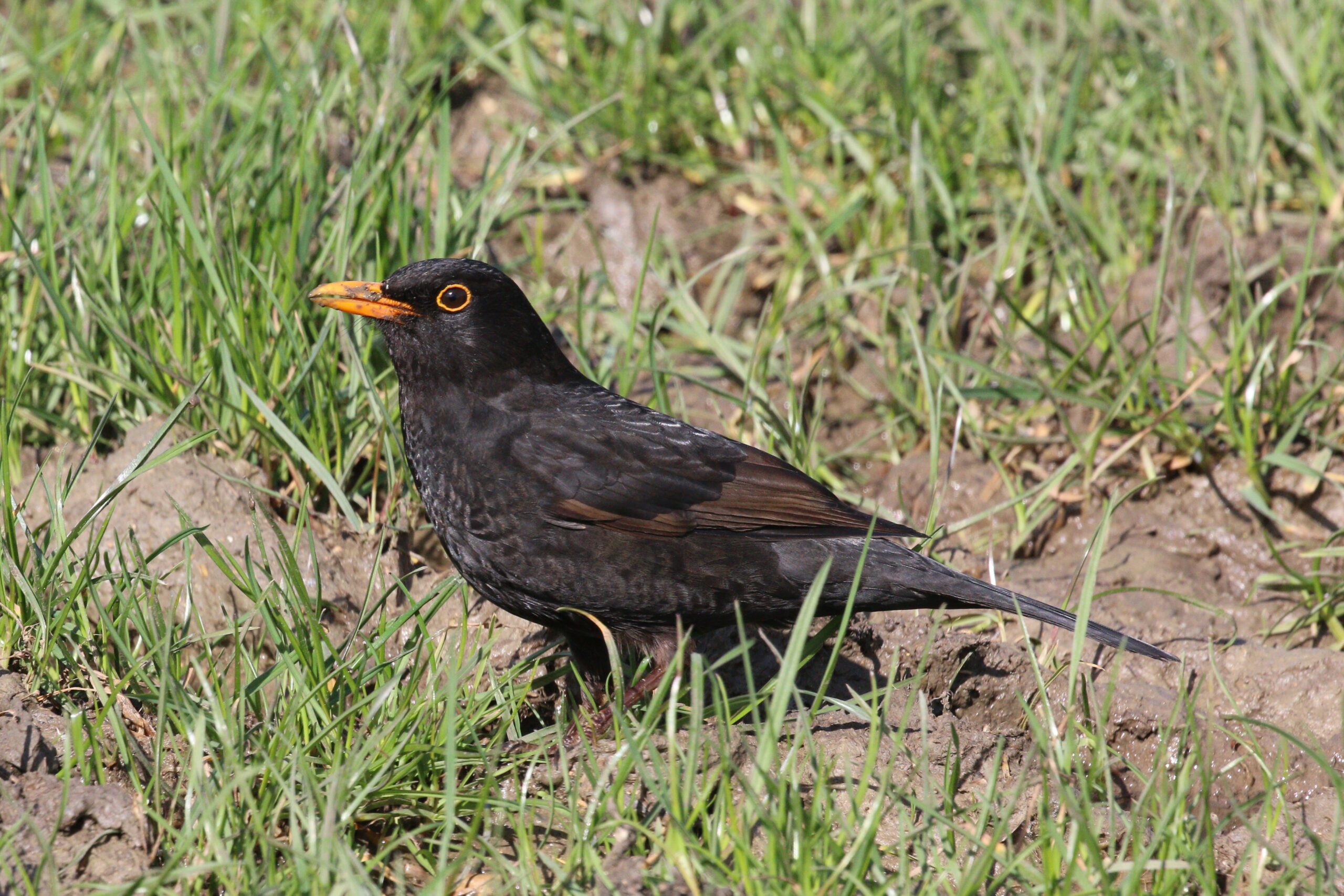 The Blackbird’s Evening Serenade (image credits: wikimedia)