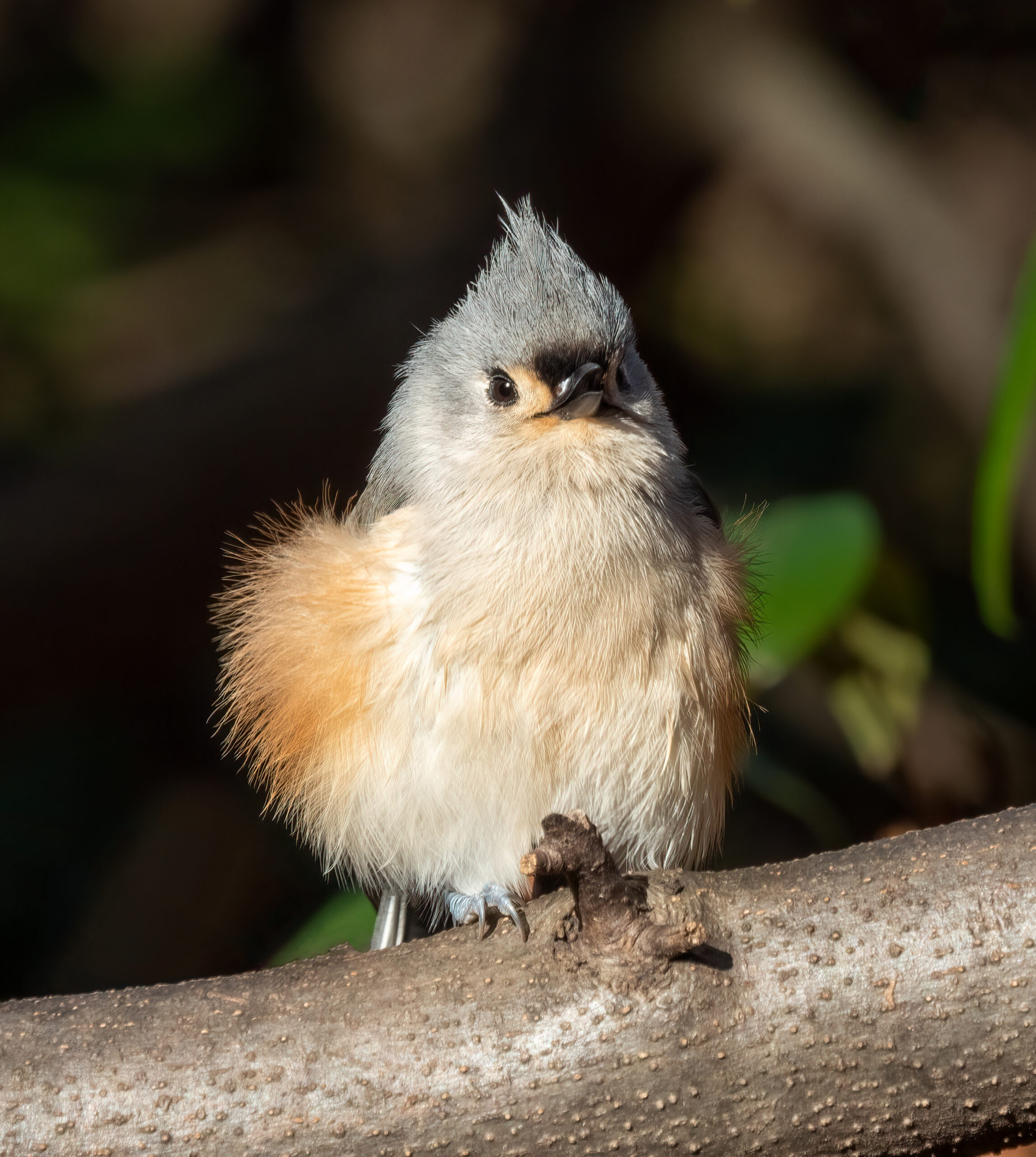 The Titmouse’s Fluffy Acrobatics (image credits: wikimedia)