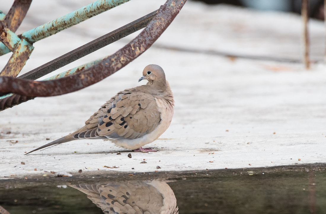The Mourning Dove’s Peaceful Rooftop Roost (image credits: wikimedia)