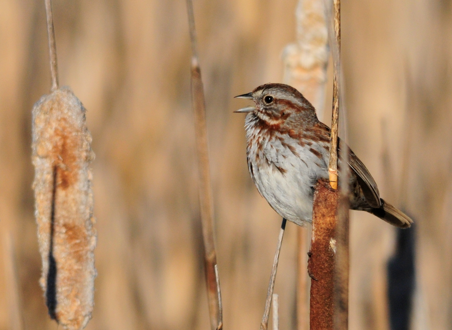 The Song Sparrow’s Sunrise Solo (image credits: wikimedia)