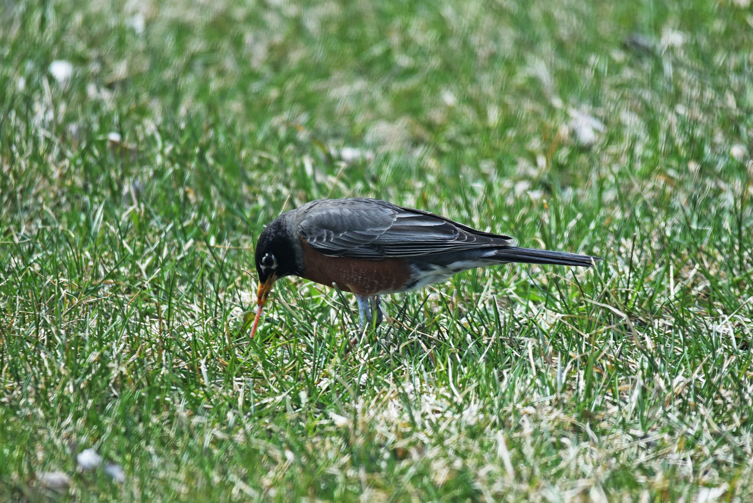 The Robin’s Worm Dance (image credits: wikimedia)
