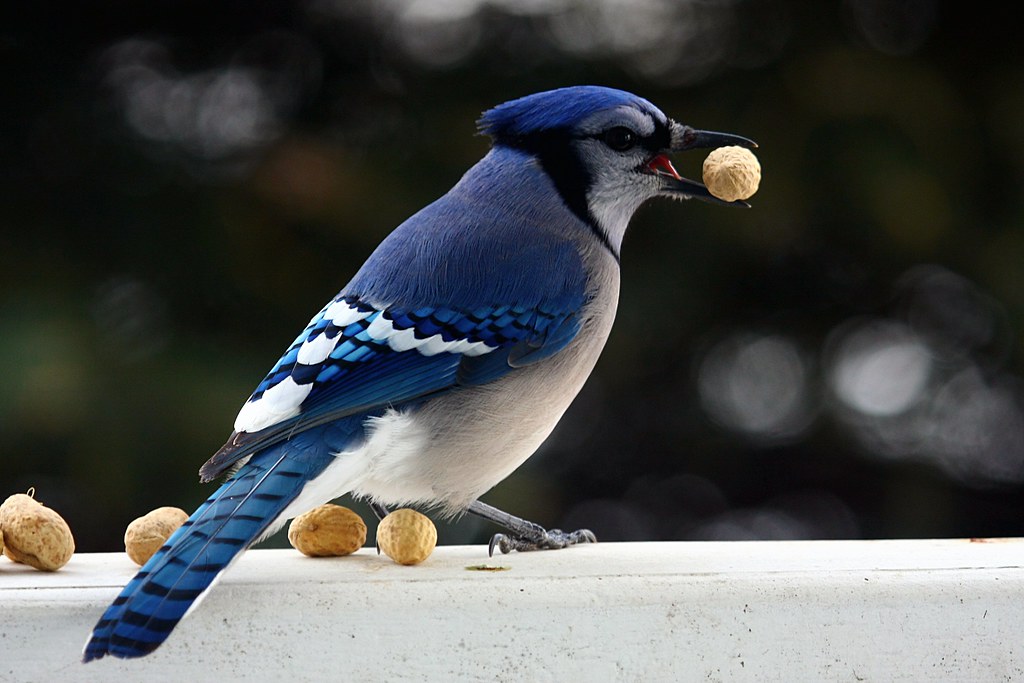 The Blue Jay’s Peanut Patrol (image credits: flickr)