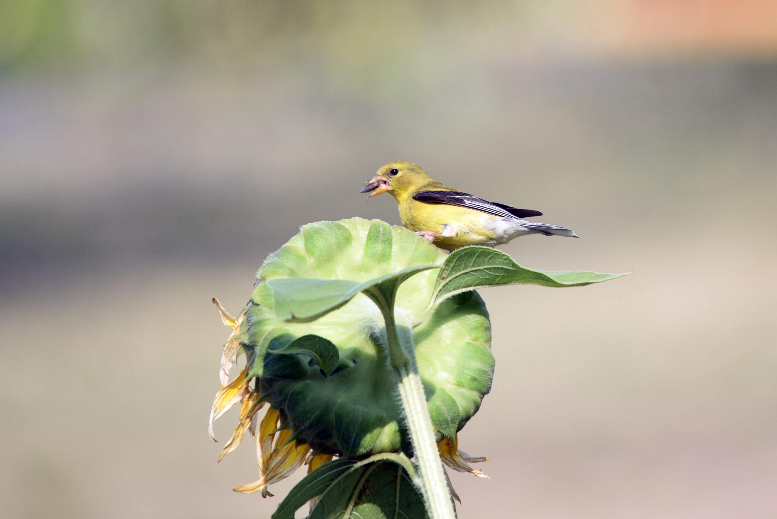 The Goldfinch’s Sunflower Feast (image credits: wikimedia)