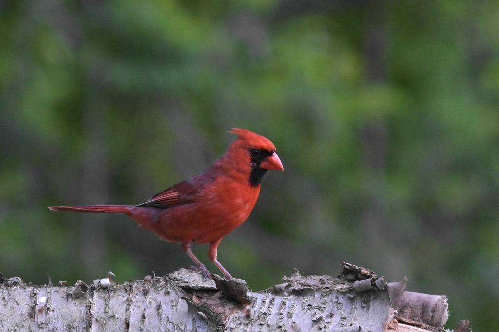 The Cardinal’s Crimson Greeting (image credits: rawpixel)