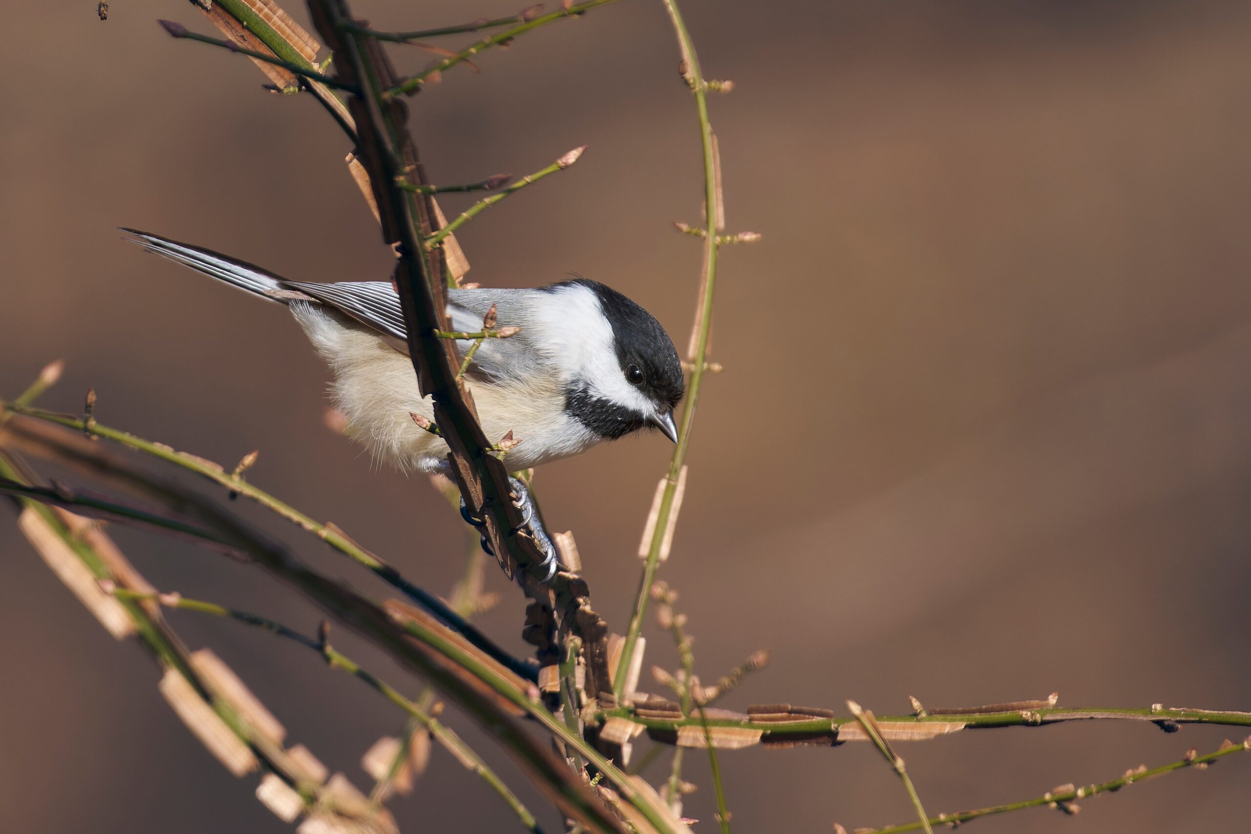 The Chickadee’s Cheerful Chatter (image credits: wikimedia)