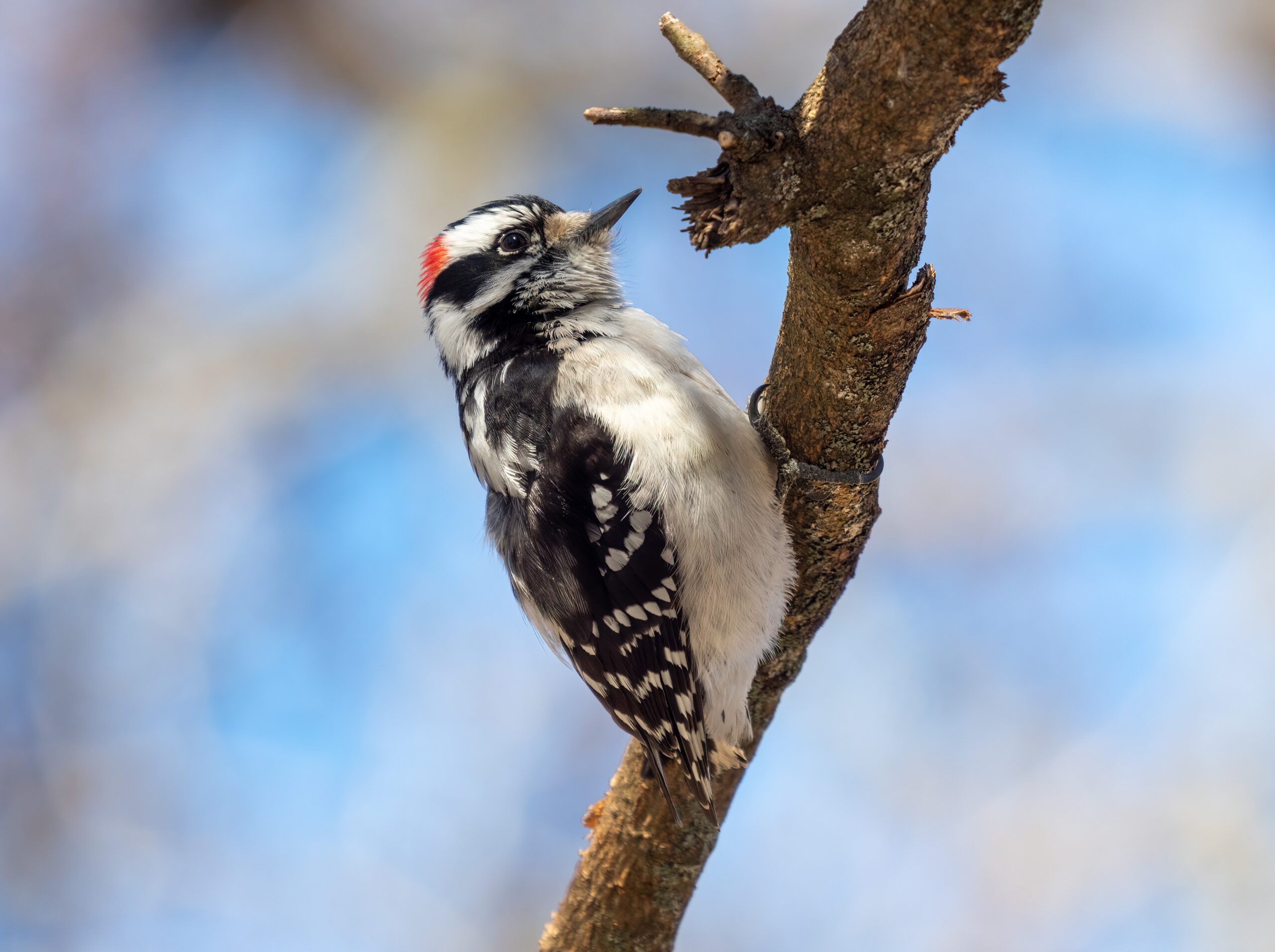 The Woodpecker’s Drumming Wake-Up (image credits: wikimedia)