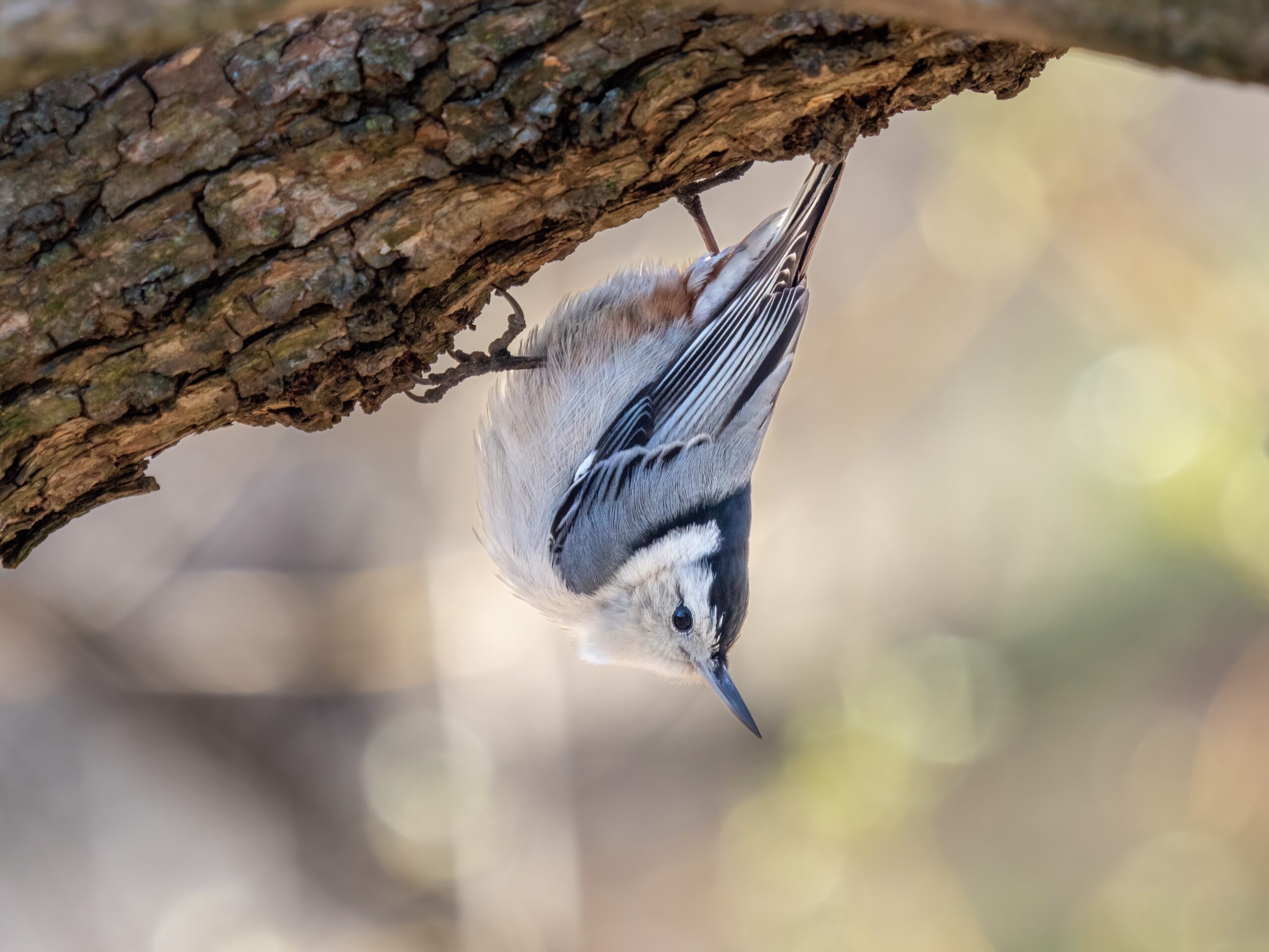 The Nuthatch’s Headfirst Hunt (image credits: wikimedia)