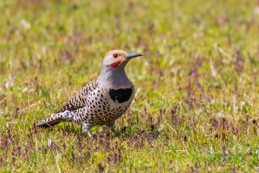 The Flicker’s Ant Breakfast (image credits: flickr)