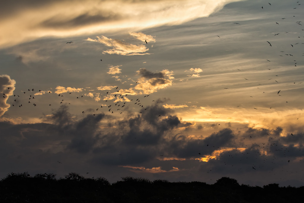 Scarlet Ibis Gathering at Sunset (image credits: flickr)