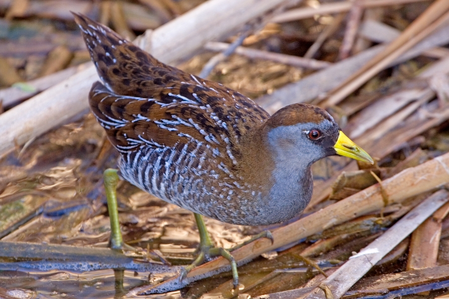 The Secretive Rail in Marshy Shadows (image credits: wikimedia)