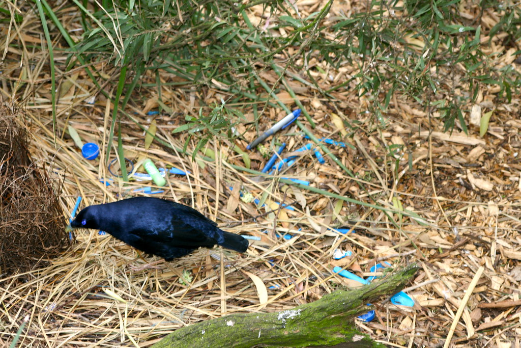 Bowerbird’s Artistic Display (image credits: flickr)