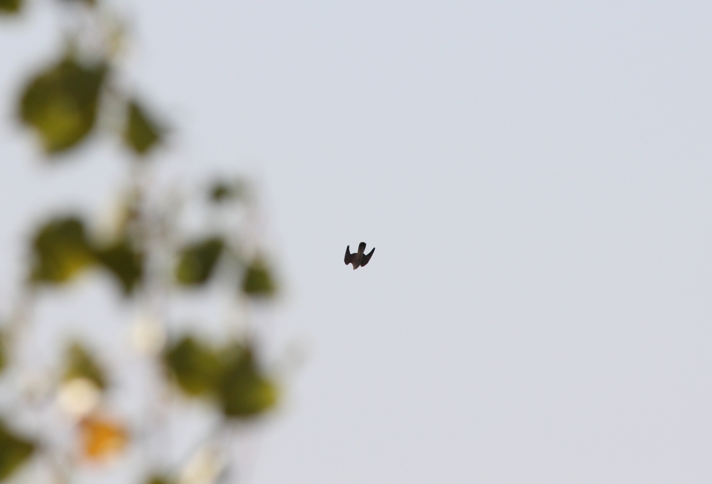 Peregrine Falcon’s High-Speed Dive (image credits: wikimedia)