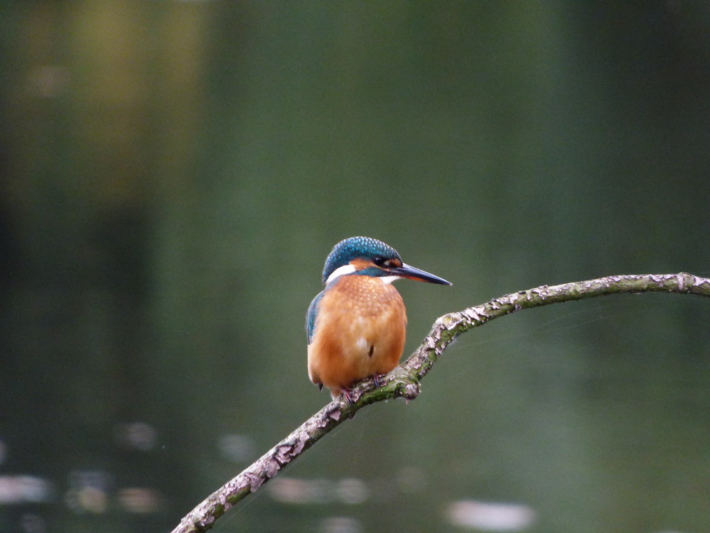 Kingfisher Paused on a River Branch (image credits: flickr)