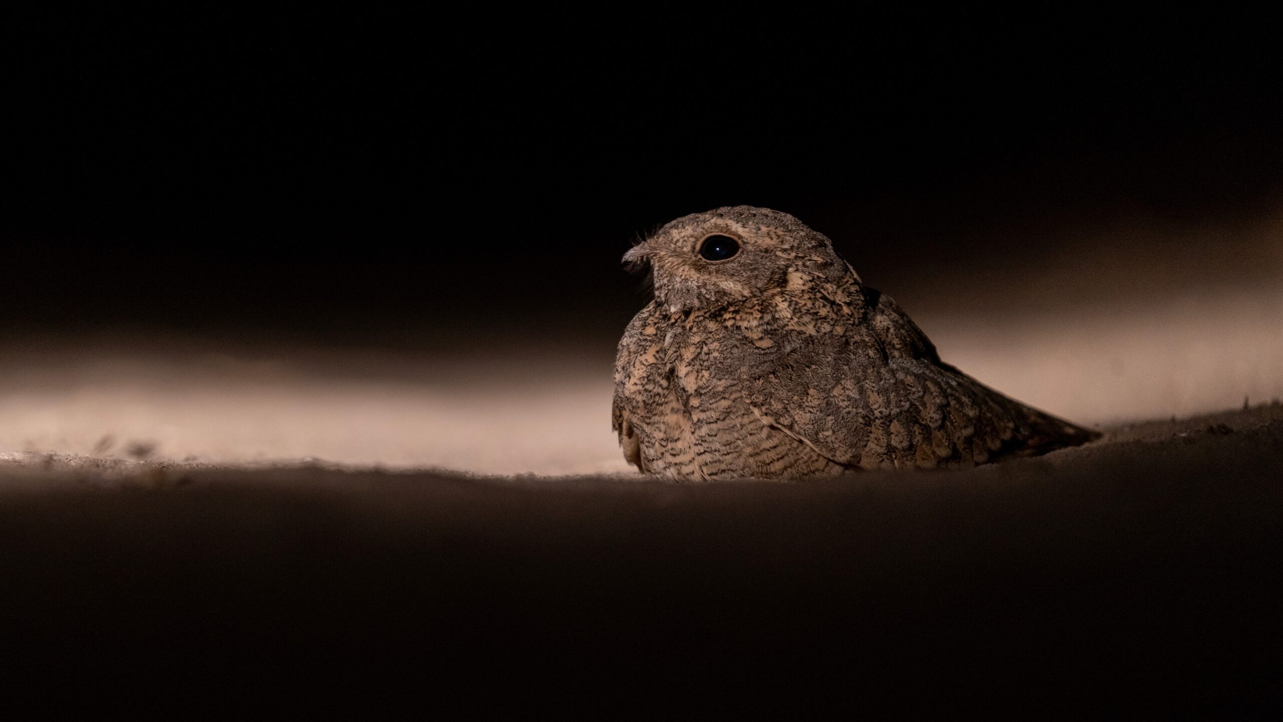 The Elusive Nightjar at Dusk (image credits: wikimedia)