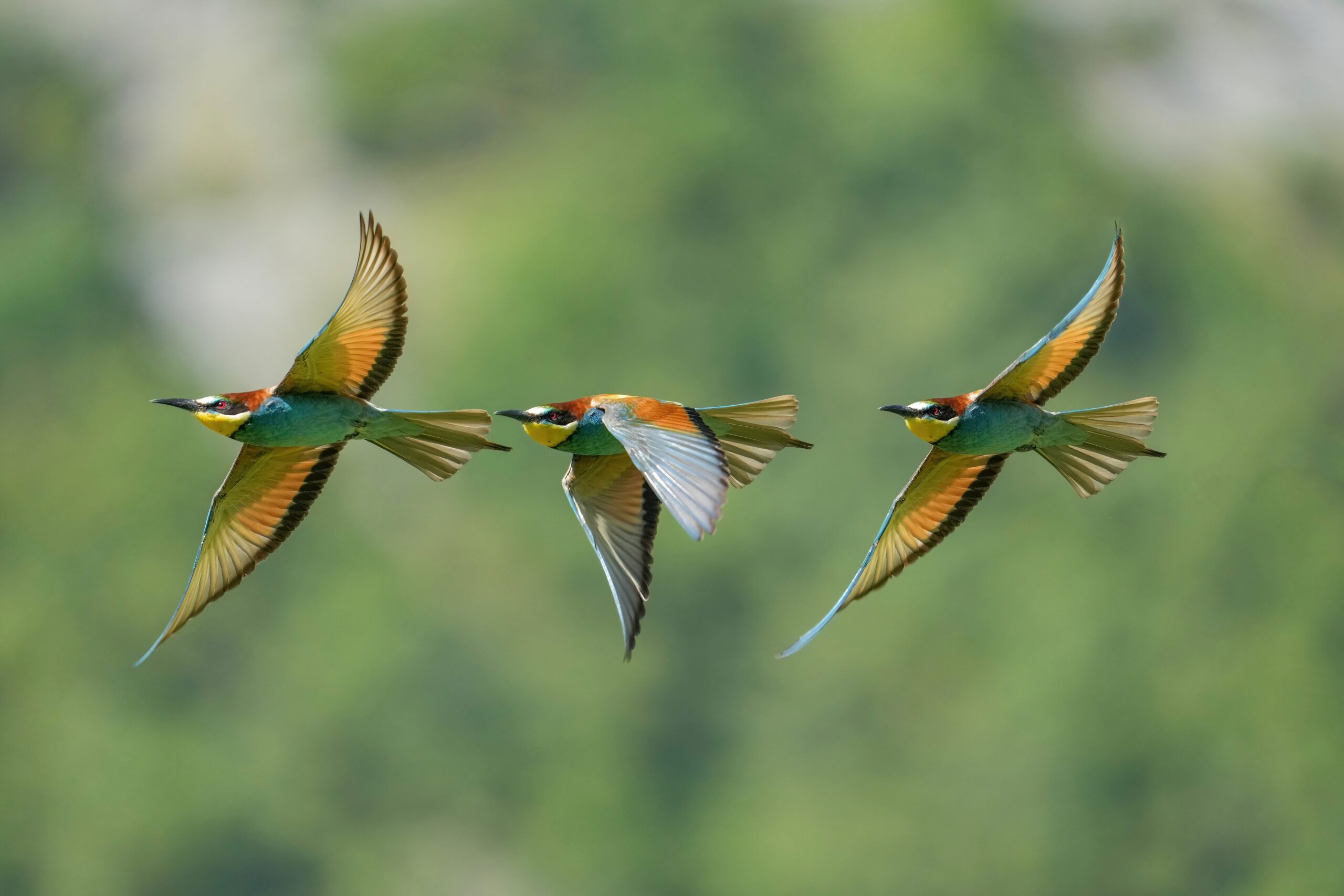Bee-eaters’ Aerial Acrobatics (image credits: wikimedia)