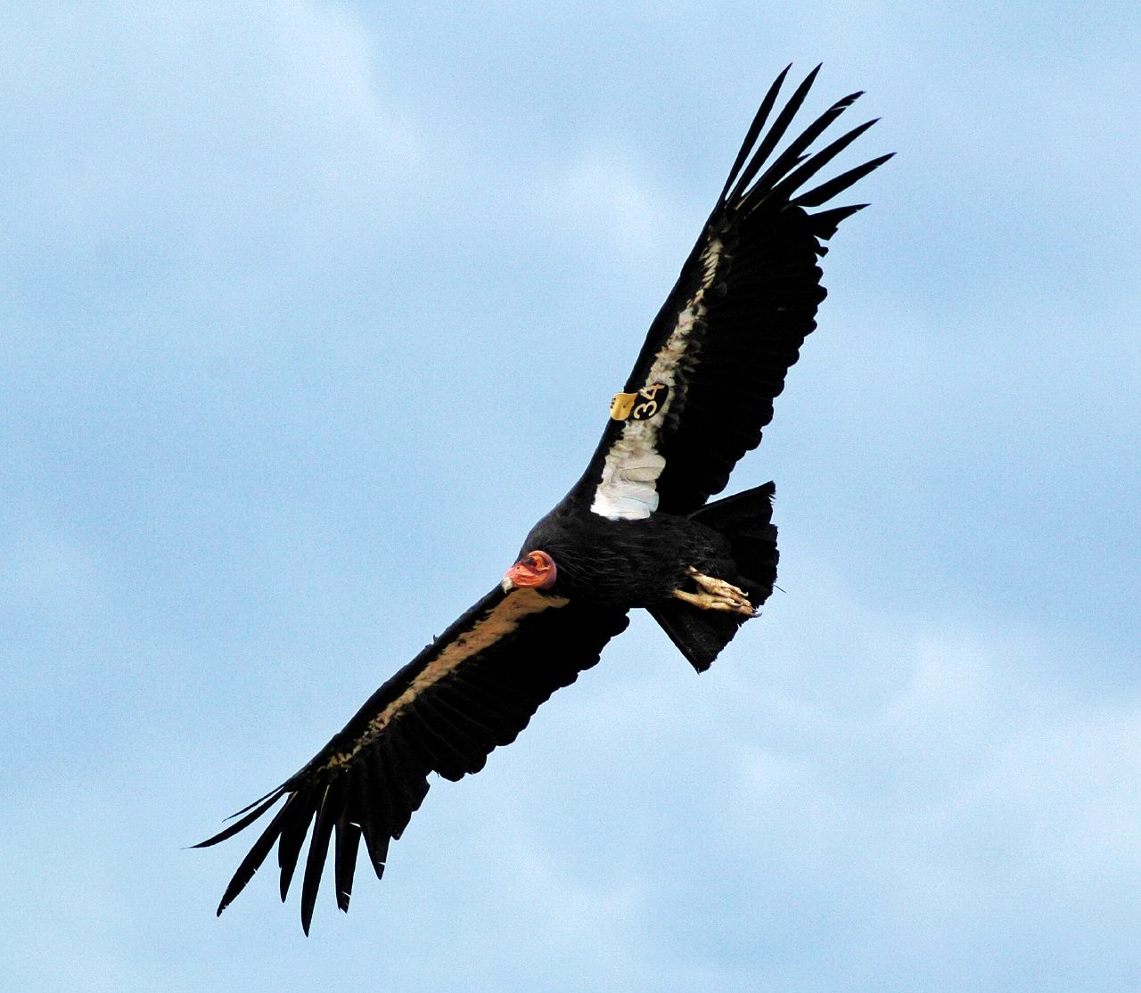 California Condor Soaring Over Canyons (image credits: wikimedia)