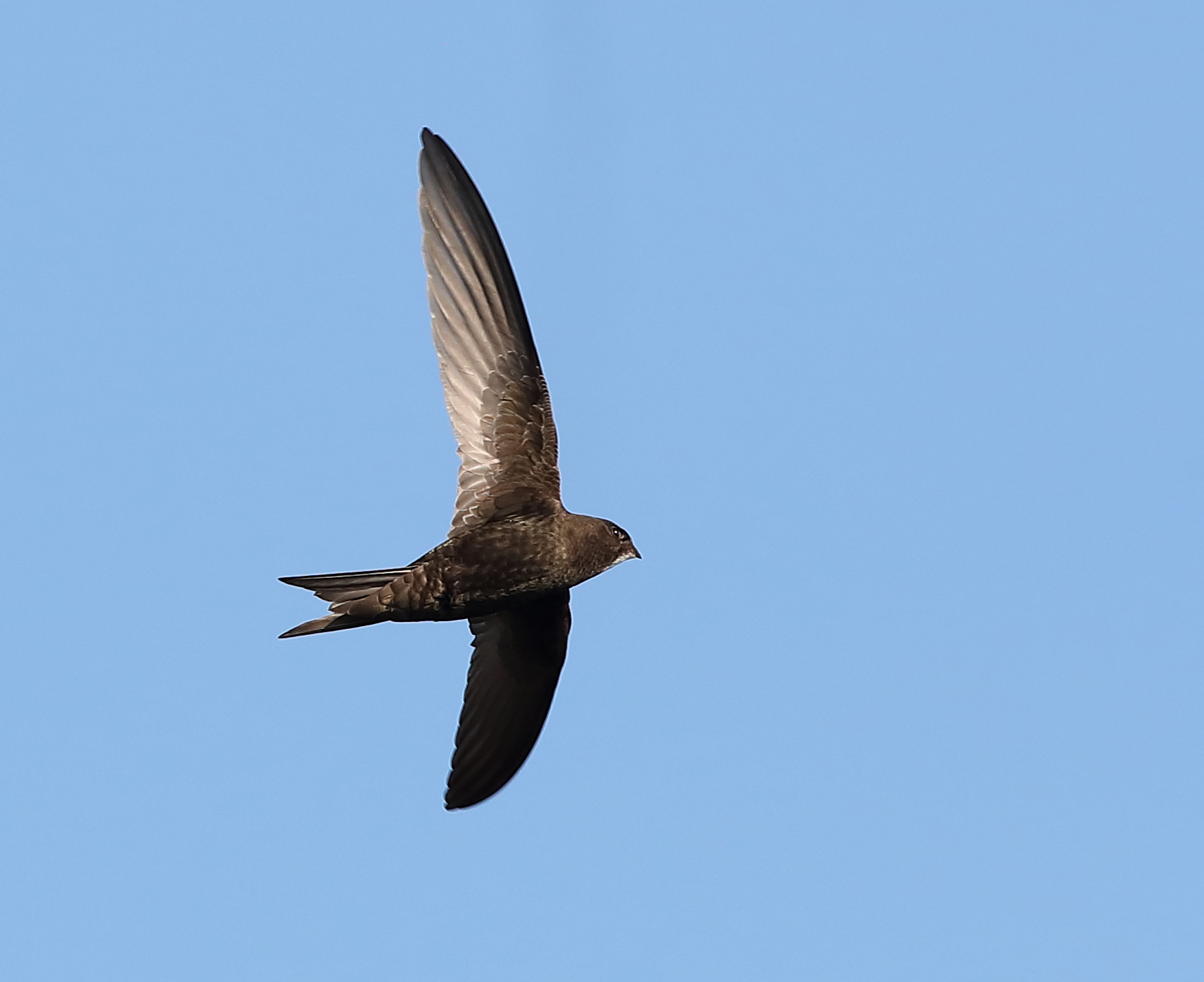 Urban Swifts Above Rooftops at Dusk (image credits: wikimedia)