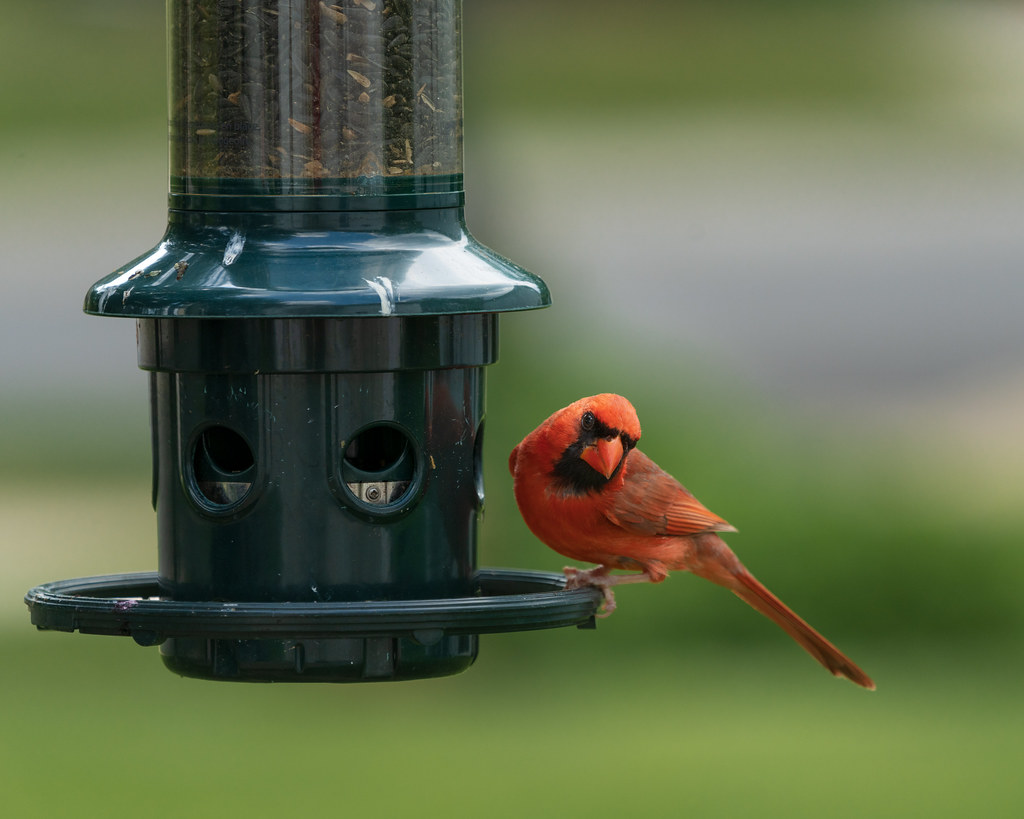 The Cardinal’s Secret Preference (image credits: flickr)