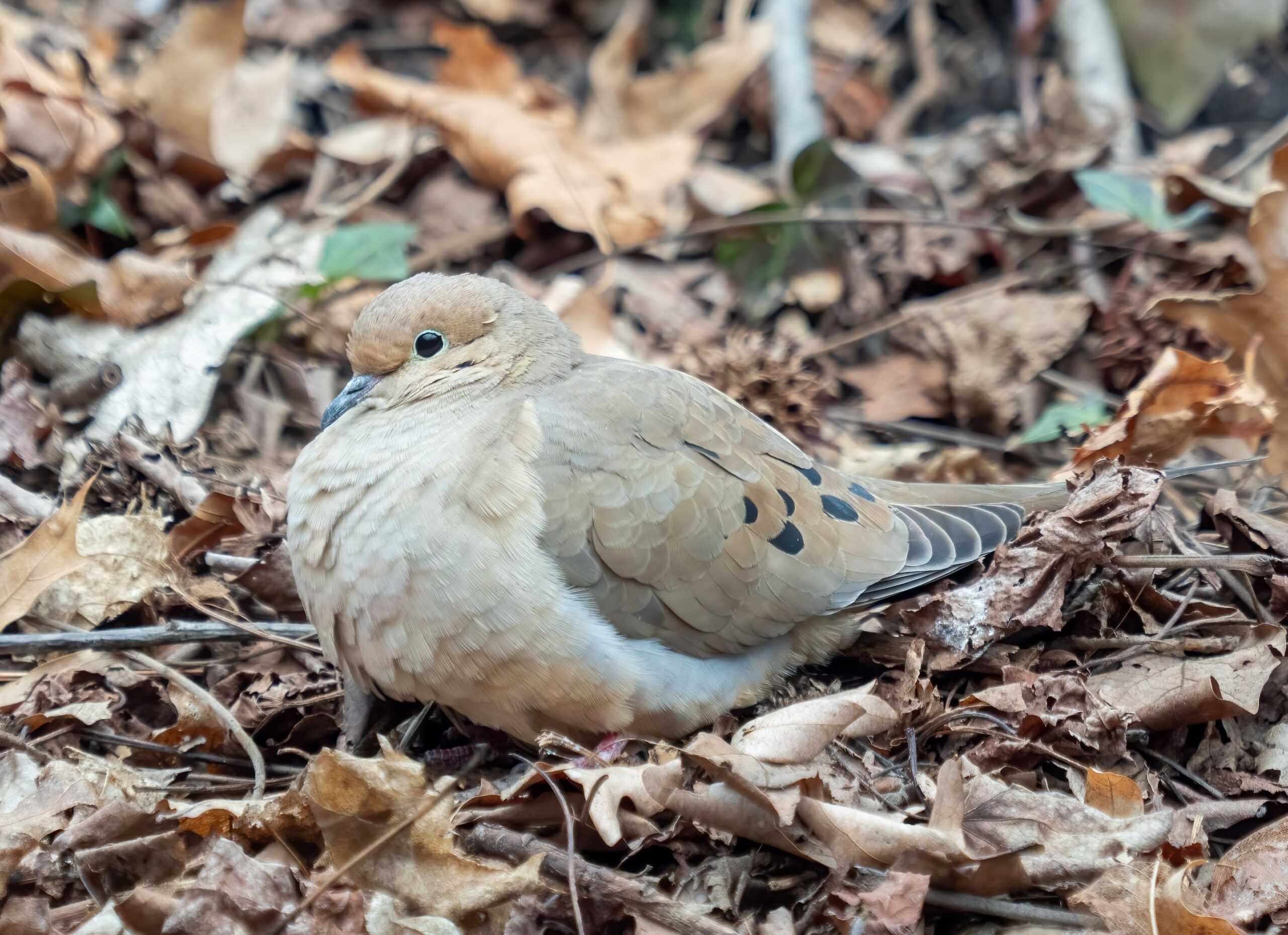 The Mourning Dove’s Ground Game (image credits: wikimedia)