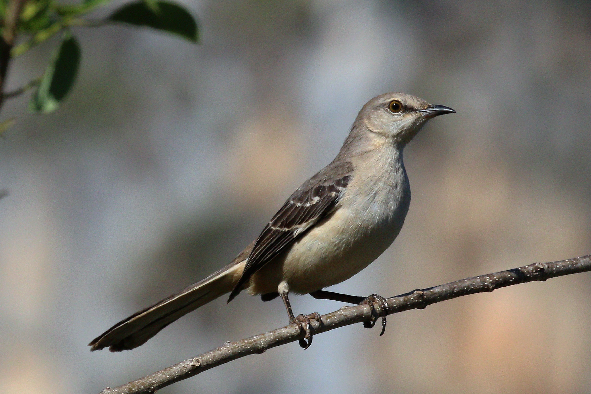 The Mockingbird’s Playlist (image credits: wikimedia)