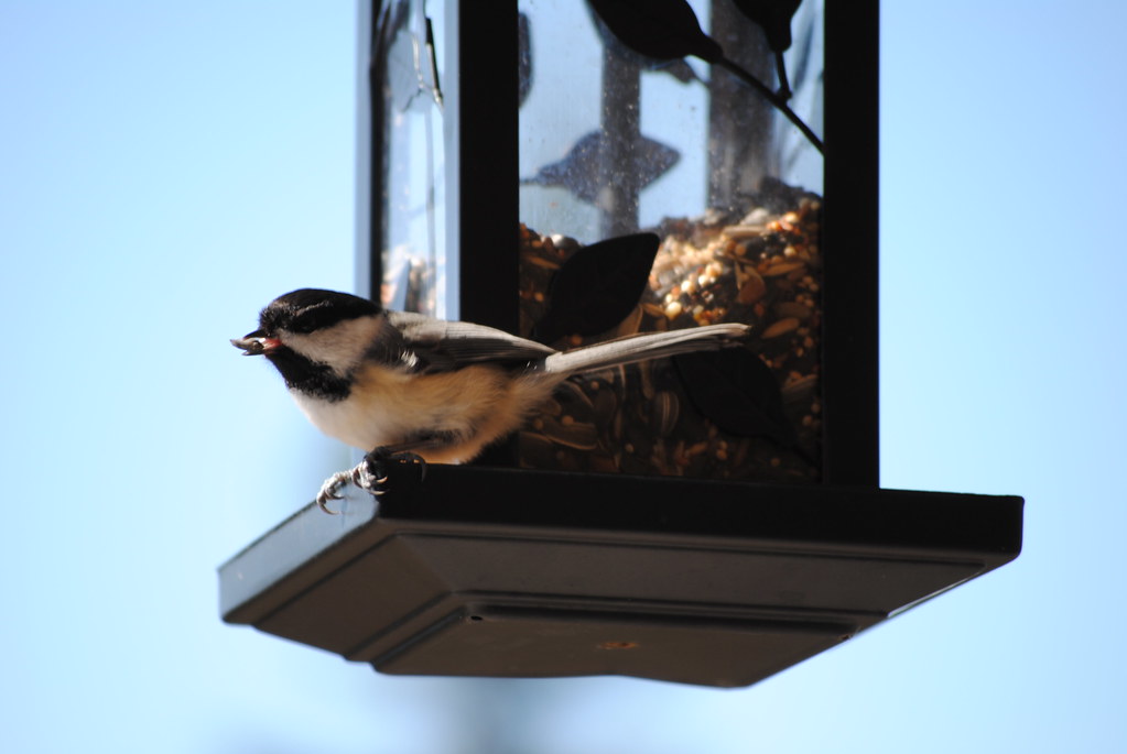 Chickadee Charm: The Acrobatic Forager (image credits: flickr)