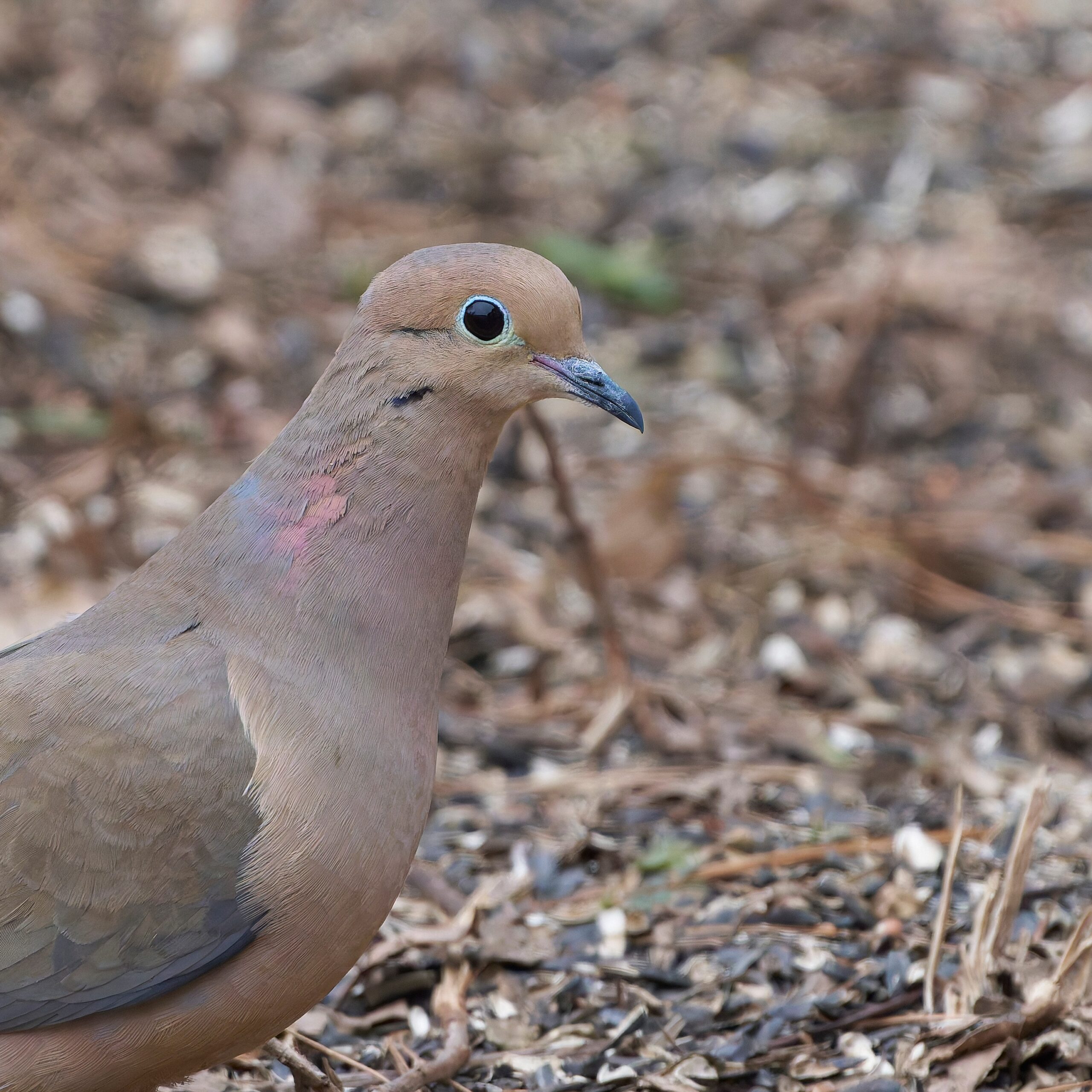 Mourning Dove Moments: Peaceful Presence (image credits: wikimedia)