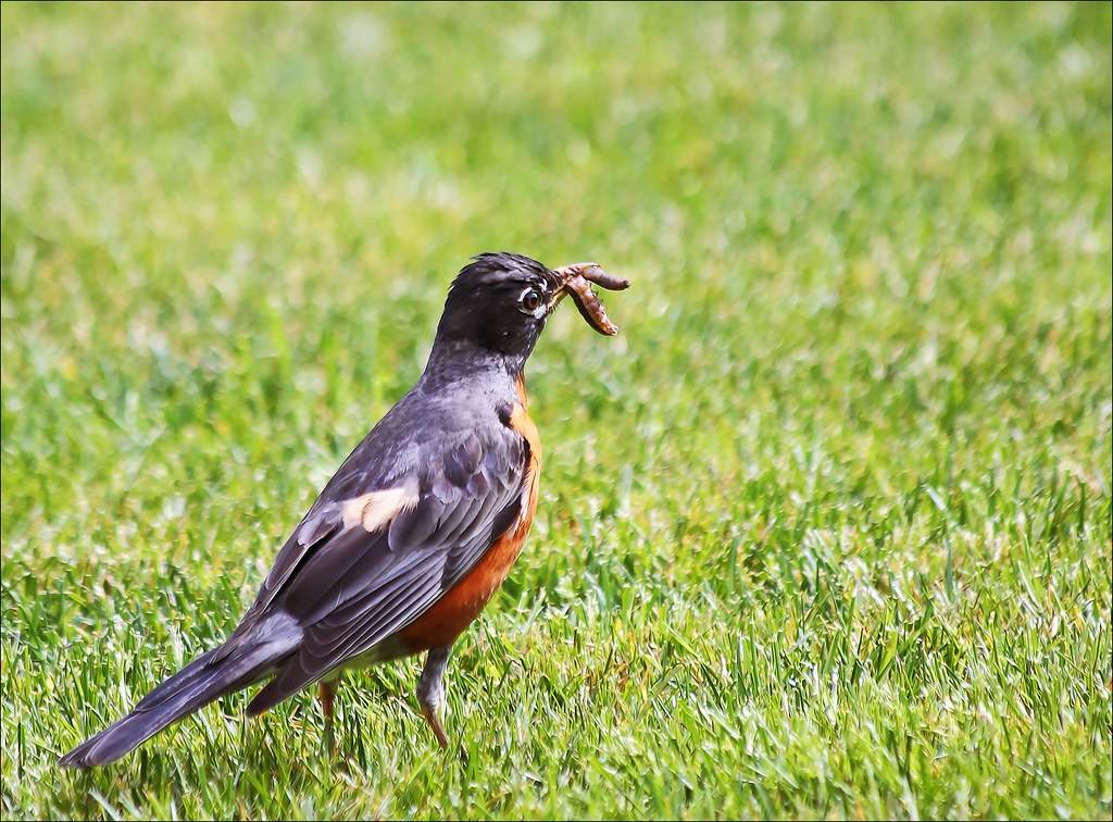 Robin Resurgence: Worm-Hunting Pros (image credits: flickr)