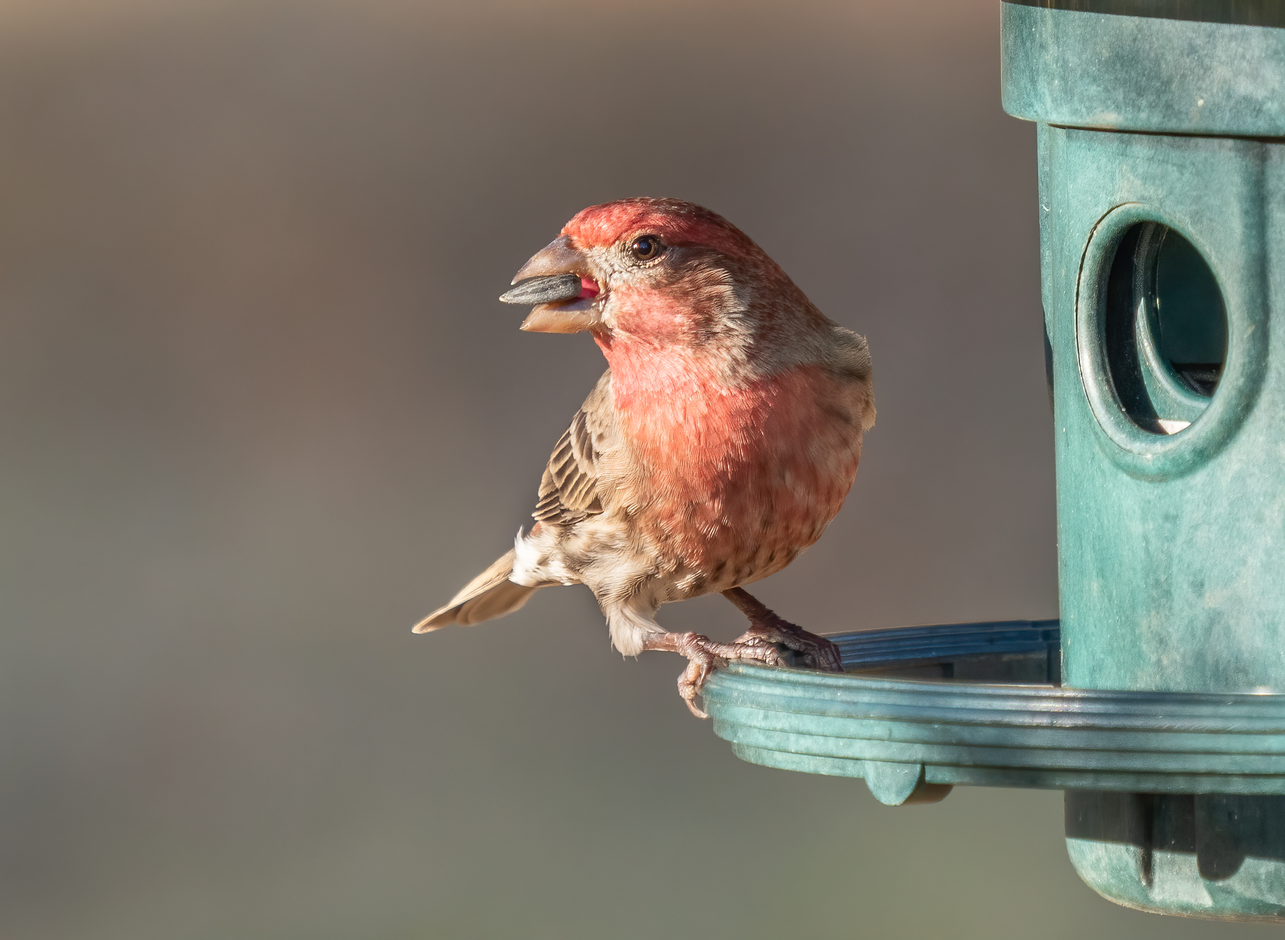 House Finch Flock: A Splash of Red (image credits: wikimedia)
