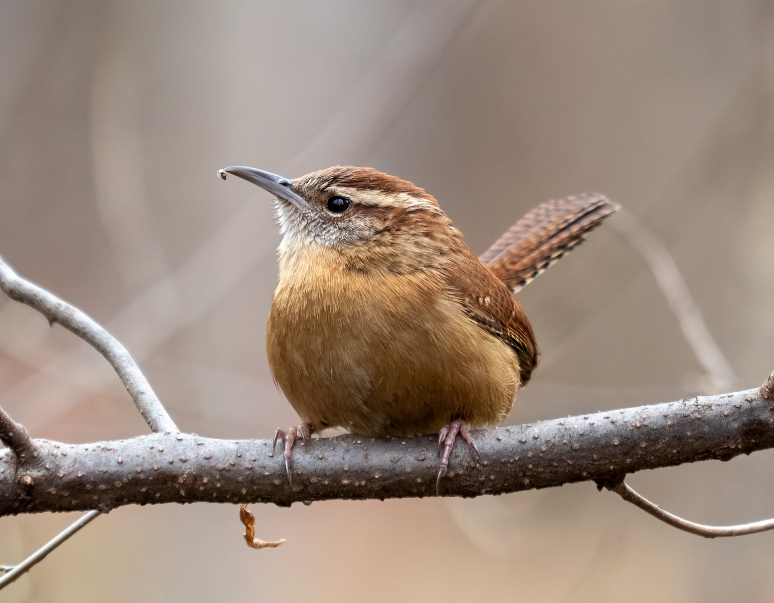 Wren Wisdom: Tiny Bird, Big Voice (image credits: wikimedia)
