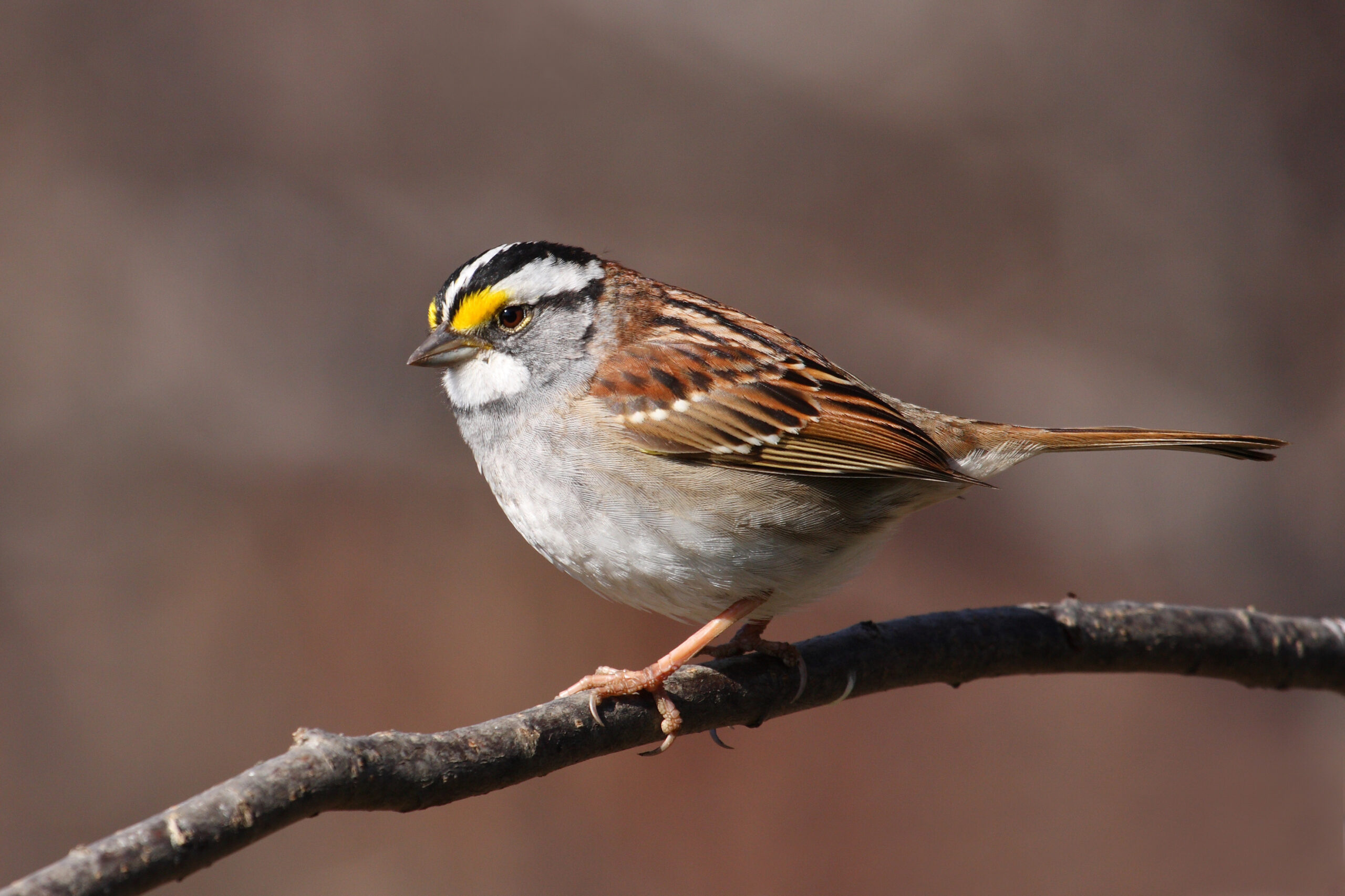Sparrow Surprises: Hidden Diversity (image credits: wikimedia)