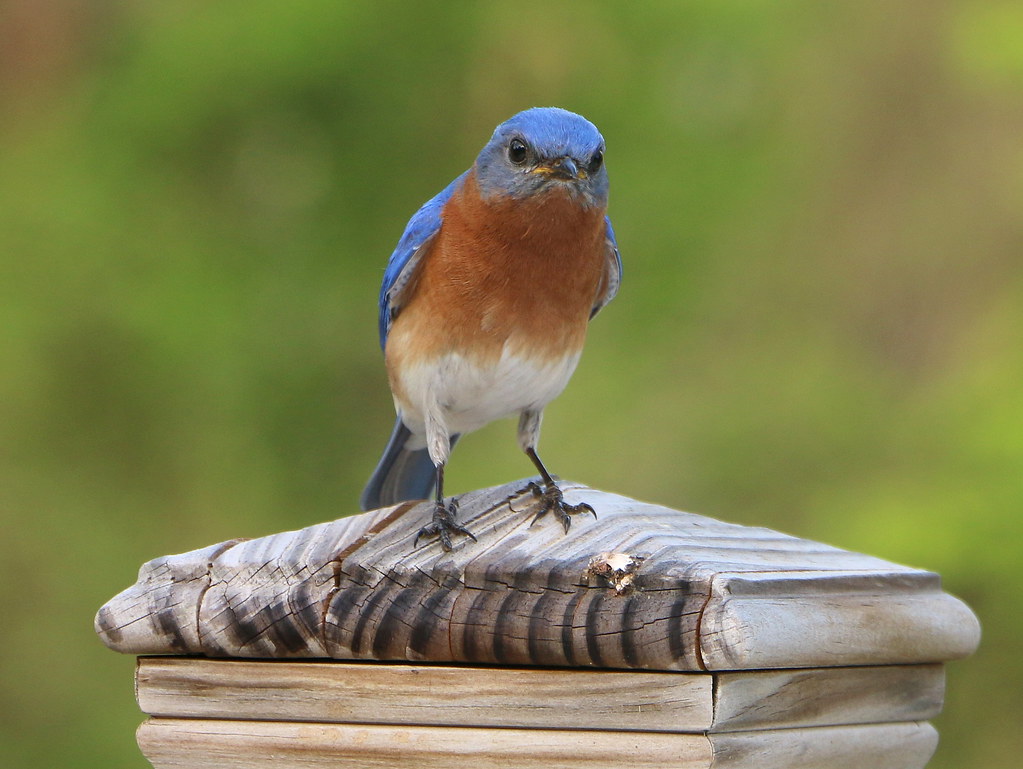 Grubby Gourmet: Bluebirds Hunt Mealworms (image credits: flickr)