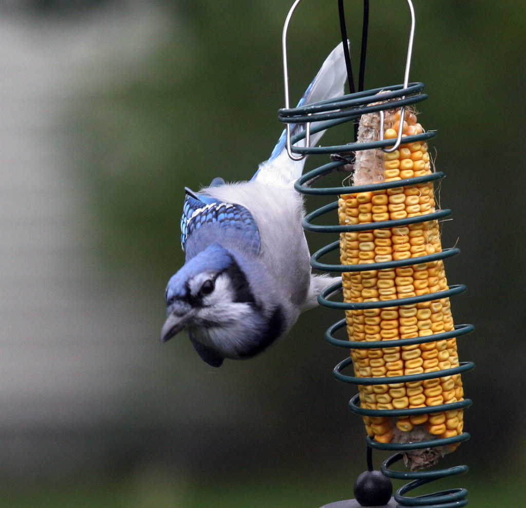 Corn on the Cob: Jays’ Hidden Treasure (image credits: flickr)
