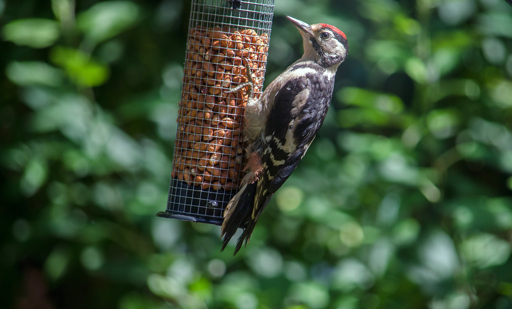 Peanut Pandemonium: Woodpeckers Can’t Resist (image credits: flickr)