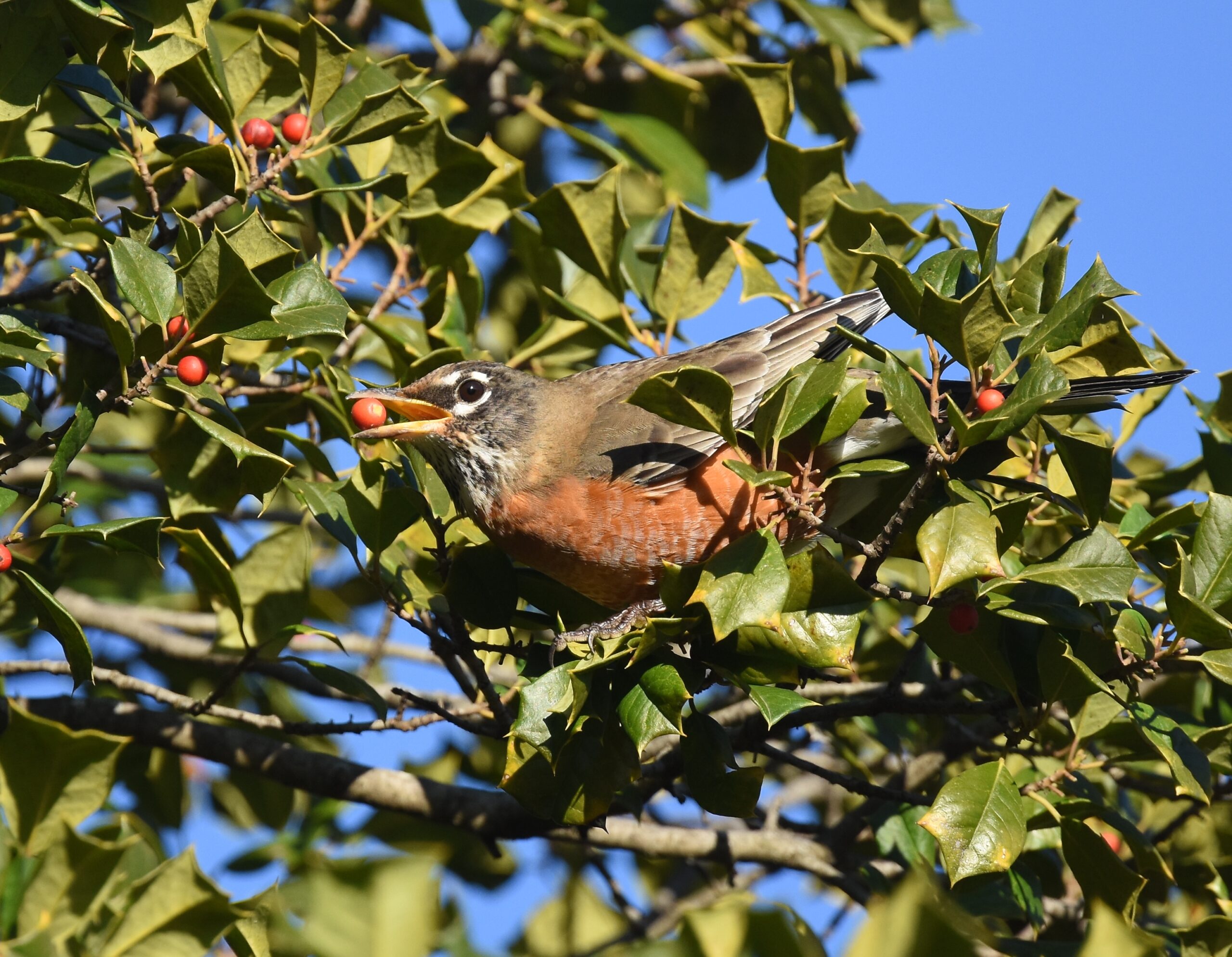 Bread Ban: Why Robins Prefer Berries (image credits: wikimedia)