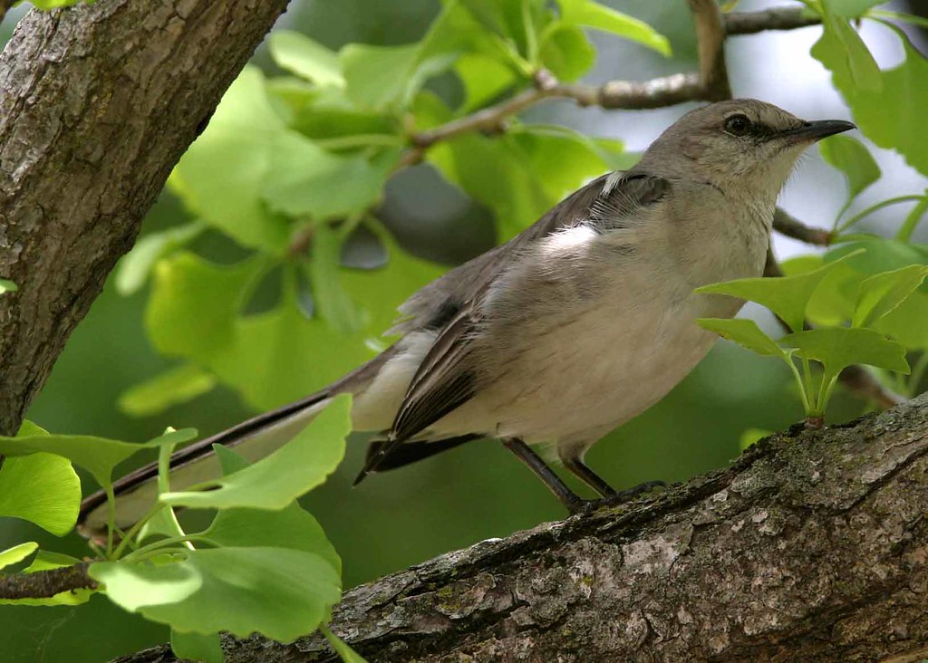 Banana Bonanza: Mockingbirds Get Creative (image credits: flickr)