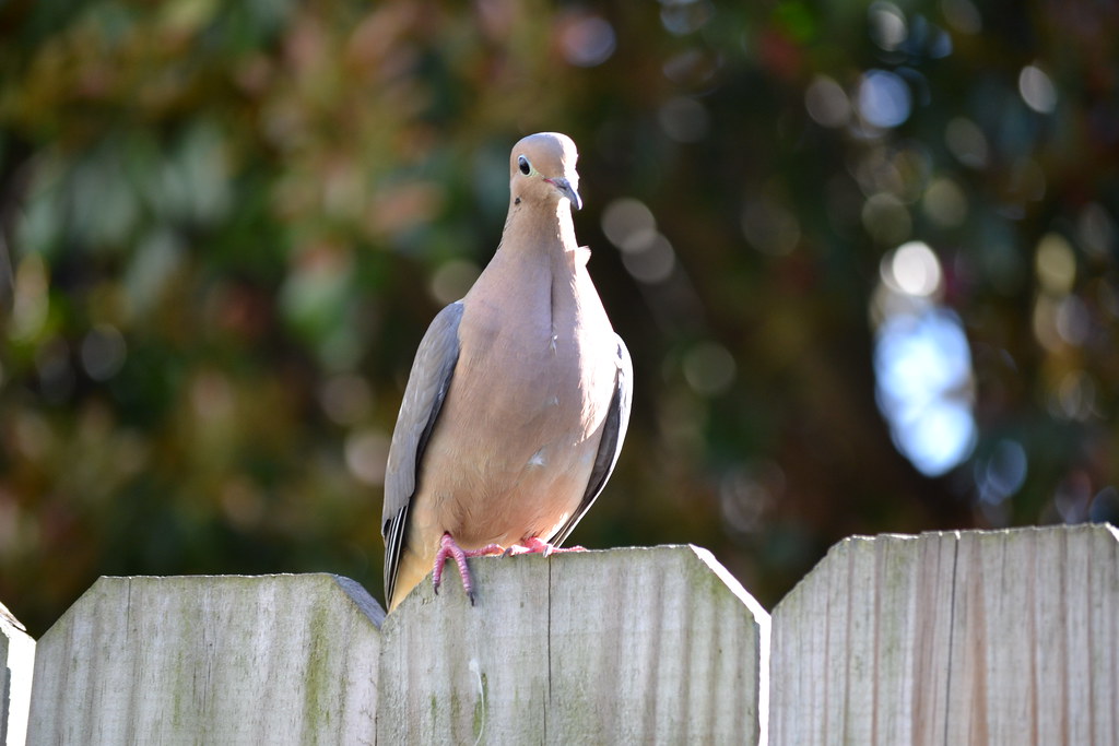 Rice Revelry: Mourning Doves Love Leftovers (image credits: flickr)