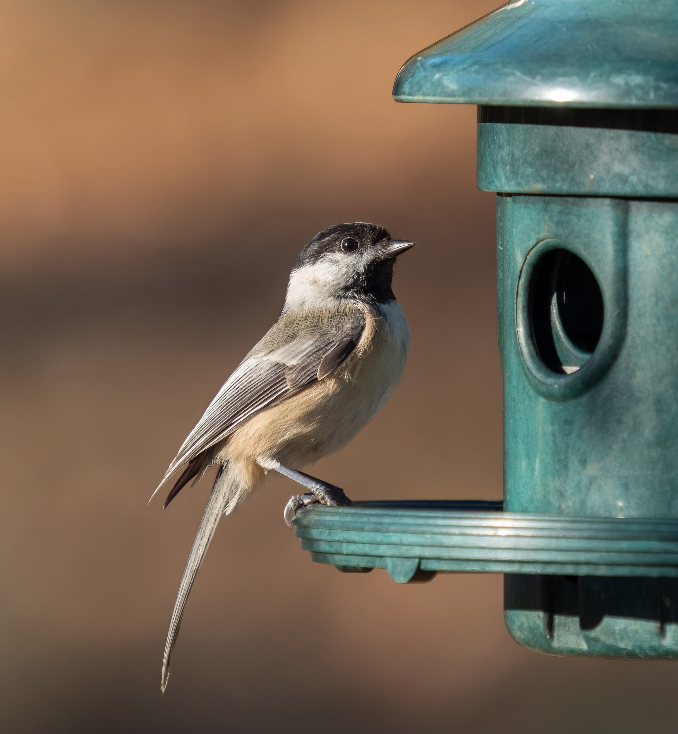 Pumpkin Party: Chickadees and the Seeds Within (image credits: wikimedia)