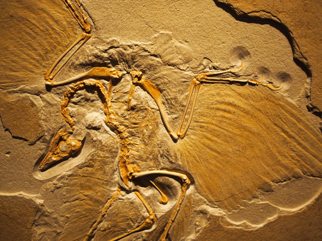 The Dazzling Plumage of Archaeopteryx (image credits: flickr)
