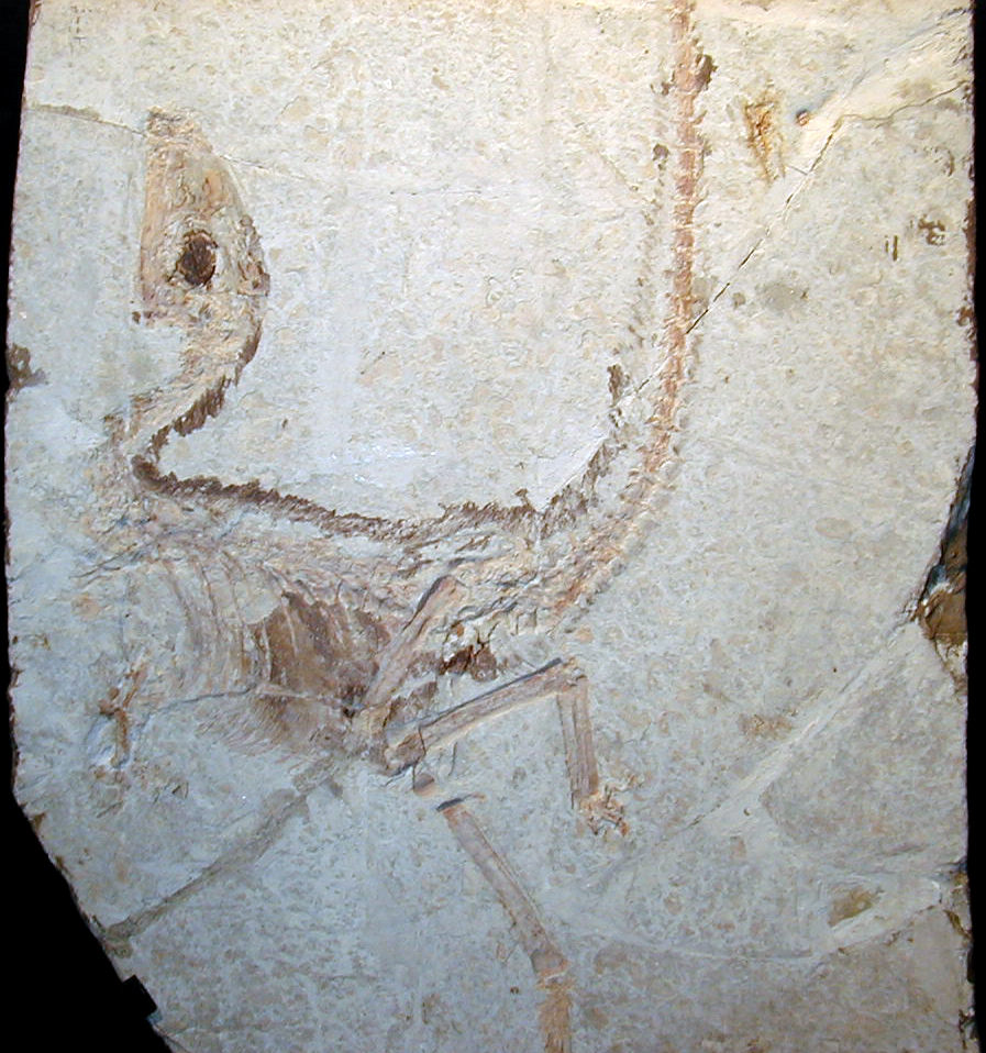 Sinosauropteryx and the Tale of a Striped Tail (image credits: wikimedia)