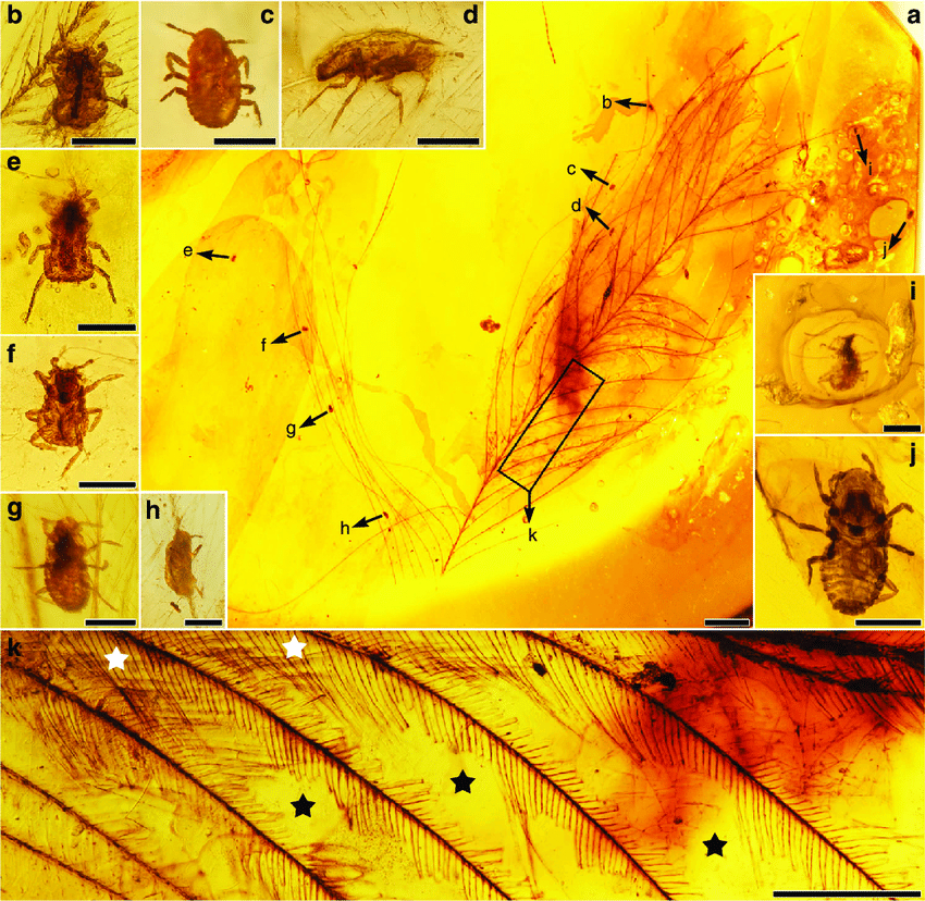 The Amber-Preserved Feathers of Myanmar (image credits: wikimedia)