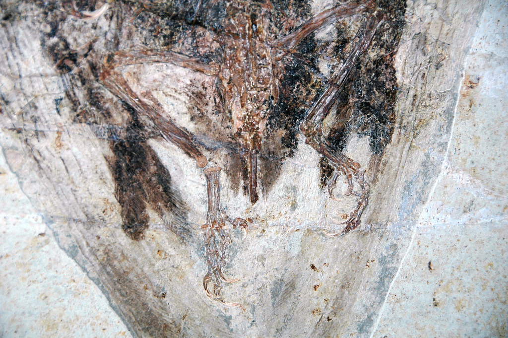 Confuciusornis and Its Elegant Tail Streamers (image credits: flickr)