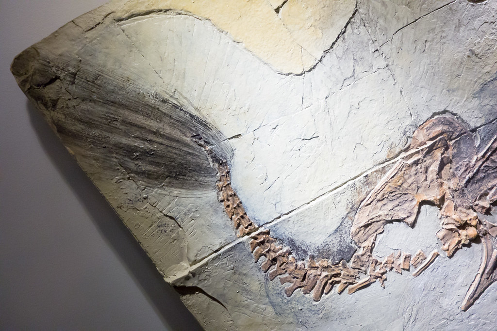 Caudipteryx and the Feathered Fan (image credits: flickr)