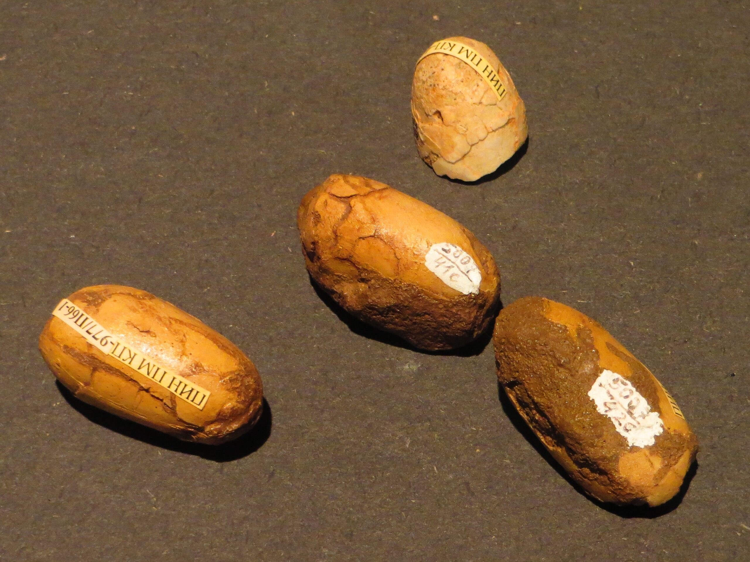 Enantiornithine Diversity in the Gobi Desert (image credits: wikimedia)